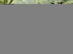 Hosta Frances Williams