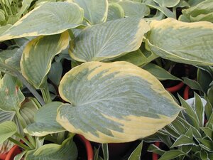 Hosta Frances Williams