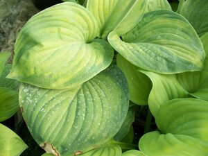 Hosta Guacamole