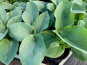 Hosta sieboldiana Big Daddy