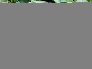 Hosta sieboldiana Big Daddy
