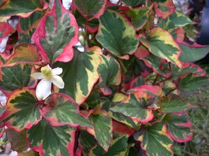 Houttuynia cordata Chameleon