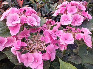 Hydrangea mac. Teller's Pink