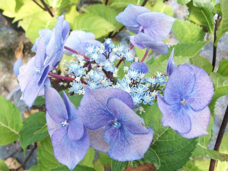 Hydrangea macrophylla Zorro - image 1