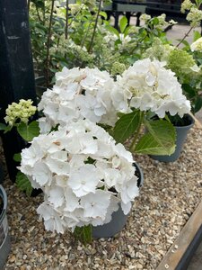 Hydrangea Mad. Emile Mouillère