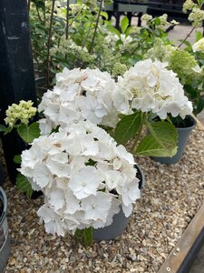 Hydrangea Mad. Emile Mouillère