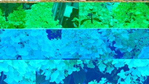 Hydrangea pan. Silver Dollar