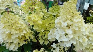 Hydrangea pan. Silver Dollar