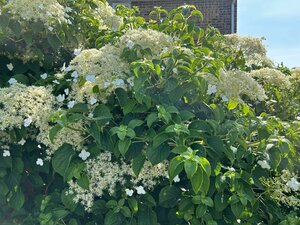Hydrangea Petiolaris