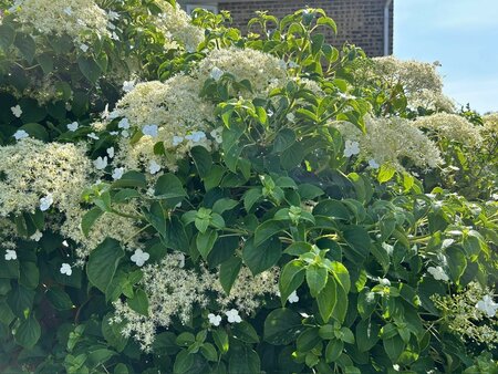 Hydrangea Petiolaris - image 1