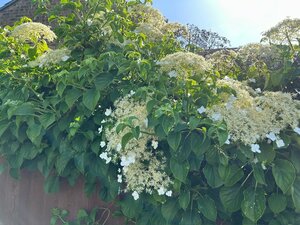 Hydrangea Petiolaris - image 2
