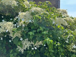 Hydrangea Petiolaris