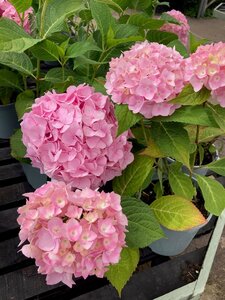 Hydrangea Summer Pink - image 1