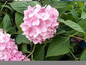 Hydrangea Summer Pink - image 1