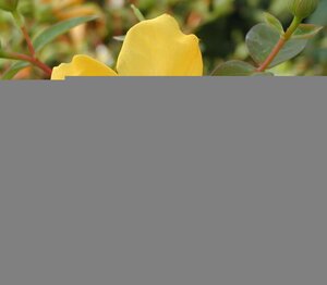 Hypericum Hidcote