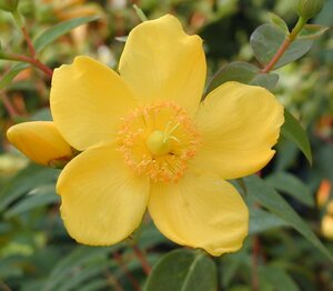 Hypericum Hidcote