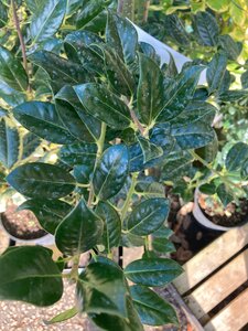 Ilex aquifolium J C van Tol (H)