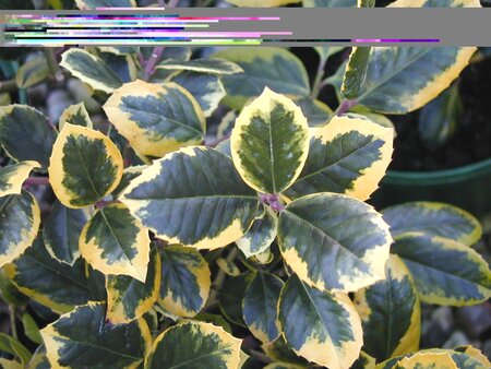 Ilex x a. Golden King (F) - image 1