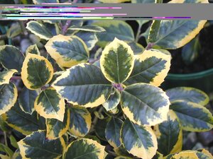 Ilex x a. Golden King (F) - image 1