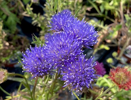 Jasione Blue Light