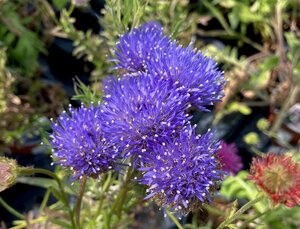 Jasione Blue Light
