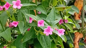 Jasminum Beesianum