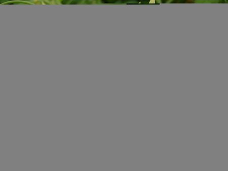 Jasminum off. Clotted Cream - image 1