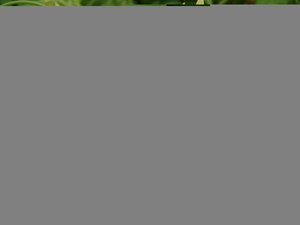 Jasminum off. Clotted Cream - image 1
