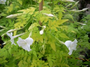 Jasminum off. Fiona Sunrise