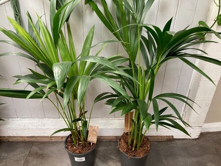 Kentia Palm (Howea forsteriana) - image 1