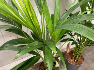 Kentia Palm (Howea forsteriana) - image 2
