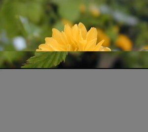 Kerria japonica Pleniflora - image 2