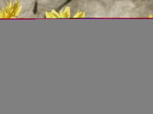 Kerria japonica Pleniflora