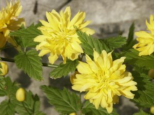 Kerria japonica Pleniflora