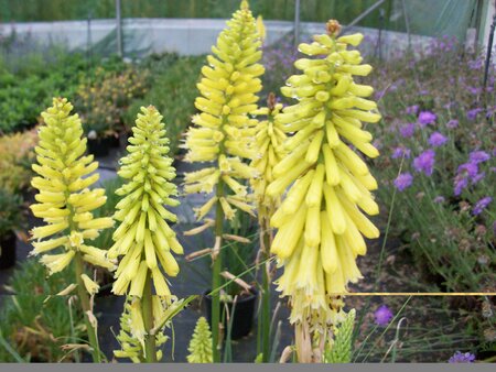 Kniphofia Lemon Popsicle - image 1