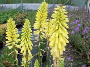 Kniphofia Lemon Popsicle