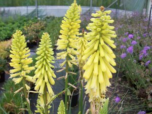 Kniphofia Lemon Popsicle