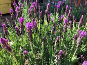 Lavandula stoe. Luci Pink