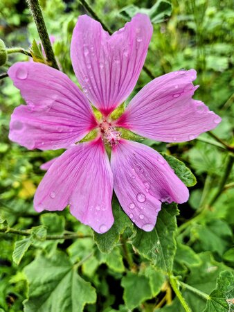 Lavatera Barnsley
