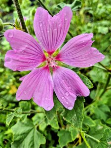 Lavatera Barnsley