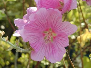 Lavatera Burgundy Wine