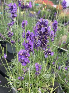 Lavender angustifolia