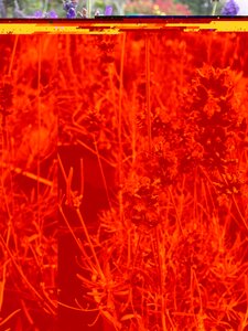 Lavender angustifolia