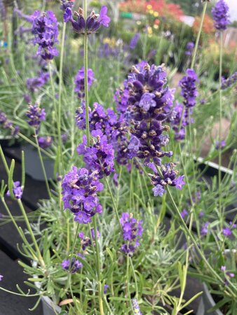 Lavender angustifolia - image 1