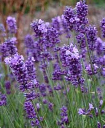 Lavender angustifolia - image 1