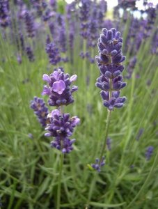 Lavender angustifolia Hidcote