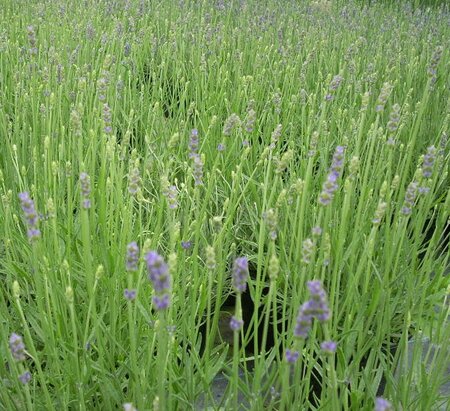 Lavender angustifolia Hidcote - image 2