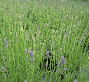 Lavender angustifolia Hidcote - image 2