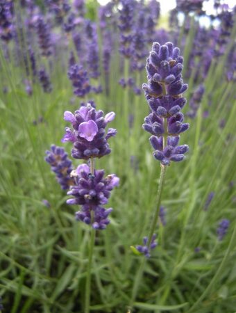 Lavender angustifolia Hidcote - image 2