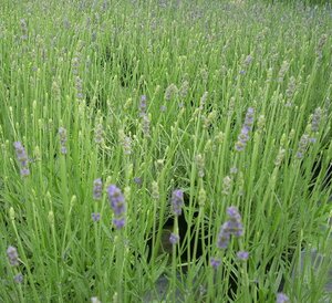 Lavender angustifolia Hidcote - image 1